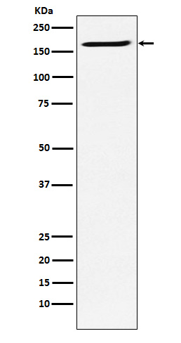 Western blot analysis of SMC4 expression in Ramos cell lysate