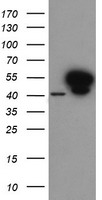 m04889 anti annexin vii anxa7 mouse monoclonal antibody clone id oti1c3 wb testing 1