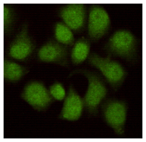 m04894 wdr77 primary antiboties icc testing 3