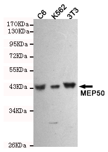 m04894 wdr77 primary antiboties wb testing 1