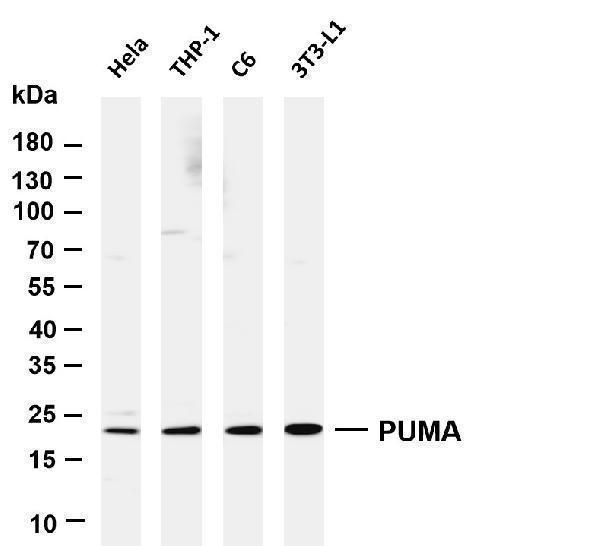 m04899 2 bbc3 primary antibodies wb testing 1