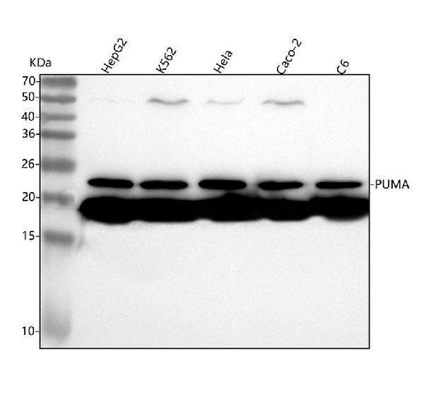 m04899 puma primary antibodies wb testing 1