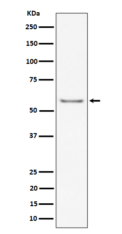 Western blot analysis of ICAM2 / CD102 expression in mouse heart cell lysate.