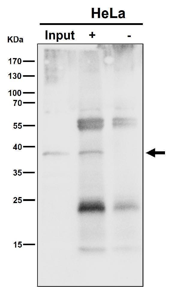 Immunoprecipitate (IP) analysis using the Antibody at 1:50 dilution