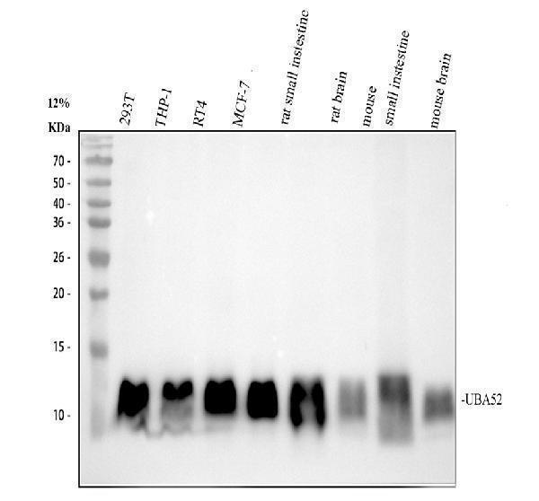 Western blot analysis of UBA52 using anti-UBA52 antibody (M01970)