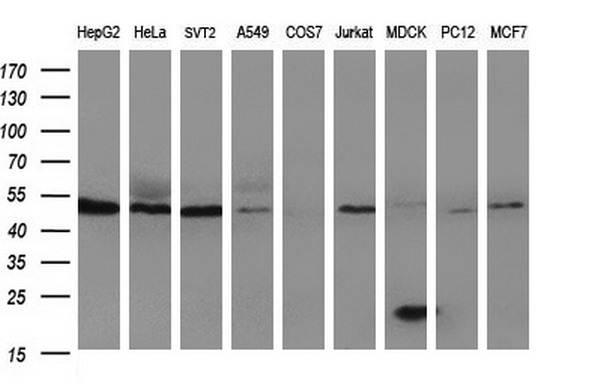 Western blot analysis of extracts (35ug) from 9 different cell lines by using anti-HERPUD1 monoclonal antibody (HepG2: human; HeLa: human; SVT2: mouse; A549: human; COS7: monkey; Jurkat: human; MDCK: canine; PC12: rat; MCF7: human)