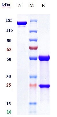 Anti-LILRB4/ILT3/CD85k Reference Antibody (Merck patent anti-ILT3 complex) on SDS-PAGE under reducing (R) condition