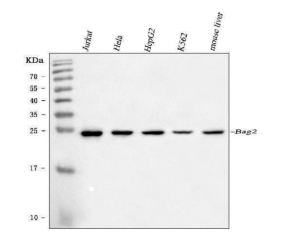  Western blot analysis of BAG2 using anti-BAG2 antibody (M04933-2)