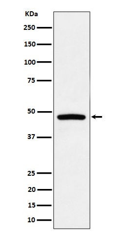 Western blot analysis of PREB expression in Raji cell lysate