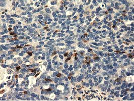 m04949 anti mical1 mouse monoclonal antibody clone id oti2h1 ihc testing 4