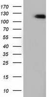 HEK293T cells were transfected with the pCMV6-ENTRY control (Left lane) or pCMV6-ENTRY MICAL1 (Right lane) cDNA for 48 hrs and lysed