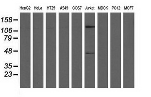 Western blot analysis of extracts (35ug) from 9 different cell lines by using anti-MICAL1 monoclonal antibody