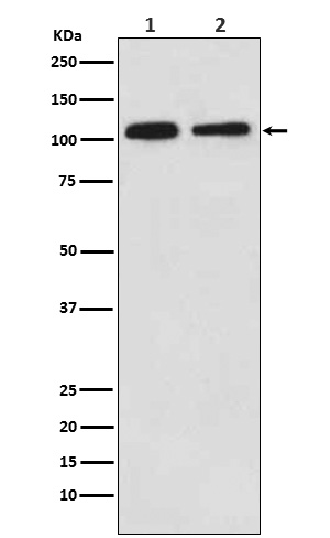 Western blot analysis of Mov10 expression in (1) 293 cell lysate; (2) NIH/3T3 cell lysate