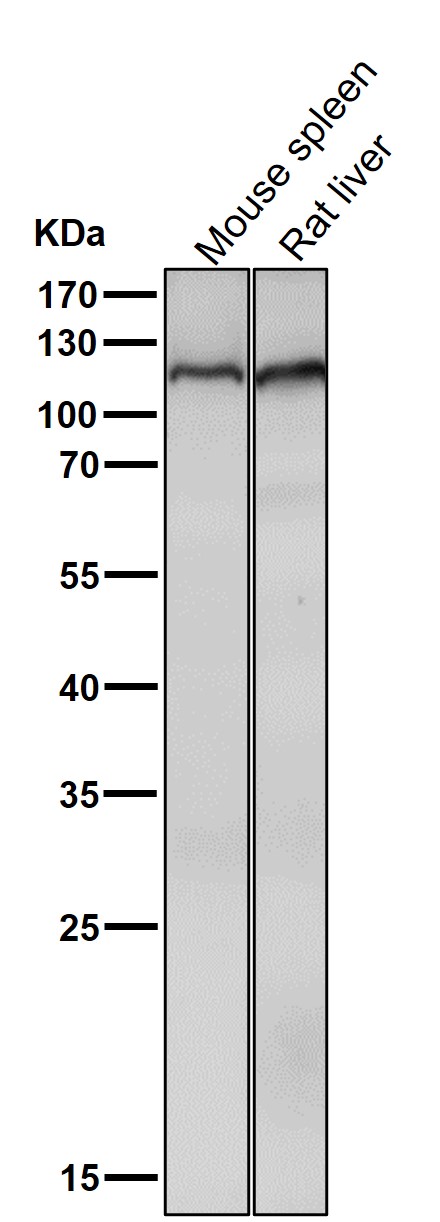 All lanes use the Antibody at 1:2K dilution for 1 hour at room temperature