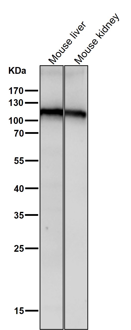 m04952 wb9