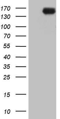 m04954 anti inpp5f mouse monoclonal antibody clone id oti1d4 wb testing 1