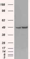 m04957 anti man1 lemd3 mouse monoclonal antibody clone id oti3h1 wb testing 1