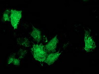 m04959 anti arfgap1 mouse monoclonal antibody clone id oti1f6 if testing 16