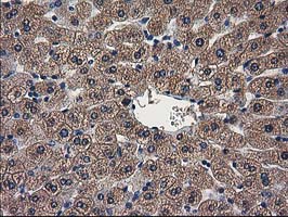 m04959 anti arfgap1 mouse monoclonal antibody clone id oti1f6 ihc testing 12