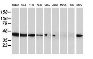 Western blot analysis of extracts (35ug) from 9 different cell lines by using anti-ARFGAP1 monoclonal antibody