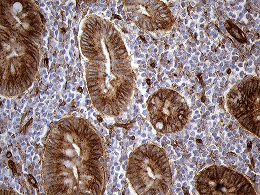 m04964 anti ifitm2 mouse monoclonal antibody clone id oti3b1 ihc testing 6