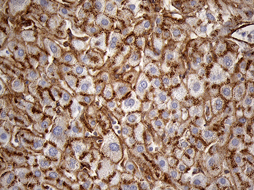 m04964 anti ifitm2 mouse monoclonal antibody clone id oti3b1 ihc testing 9