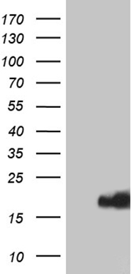 HEK293T cells were transfected with the pCMV6-ENTRY control (Left lane) or pCMV6-ENTRY IFITM2 (Right lane) cDNA for 48 hrs and lysed
