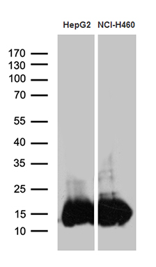 Western blot analysis of extracts (35ug) from 2 different cell lines by using anti-IFITM2 monoclonal antibody (1:500)