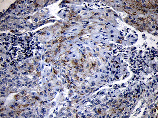 m04980 anti nlrx1 mouse monoclonal antibody clone id oti4h8 ihc testing 3