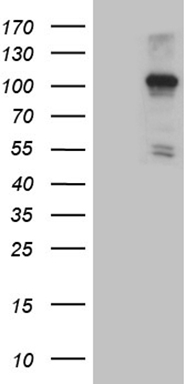 m04980 anti nlrx1 mouse monoclonal antibody clone id oti4h8 wb testing 1