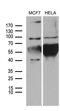 m04980 anti nlrx1 mouse monoclonal antibody clone id oti4h8 wb testing 2