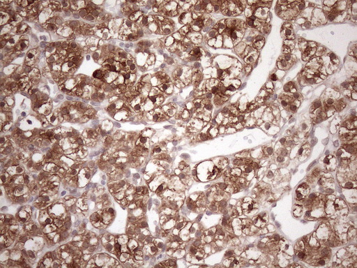 m04991 anti fgf13 mouse monoclonal antibody clone id oti7e8 ihc testing 4