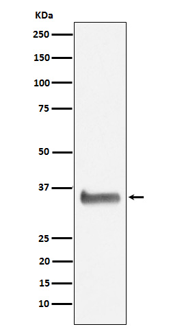 m04996 wb