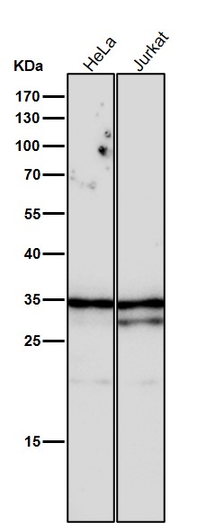 m04996 wb8