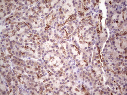 m04999 anti laminin alpha 4 lama4 mouse monoclonal antibody clone id oti5g8 ihc testing 3