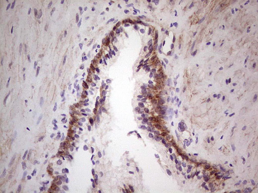 m04999 anti laminin alpha 4 lama4 mouse monoclonal antibody clone id oti5g8 ihc testing 4