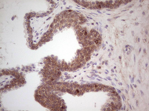 m04999 anti laminin alpha 4 lama4 mouse monoclonal antibody clone id oti5g8 ihc testing 5