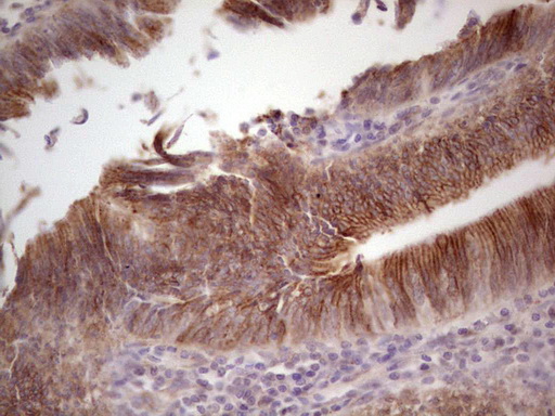 m04999 anti laminin alpha 4 lama4 mouse monoclonal antibody clone id oti5g8 ihc testing 7