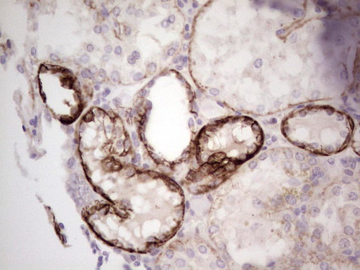 m04999 anti laminin alpha 4 lama4 mouse monoclonal antibody clone id oti5g8 ihc testing 8