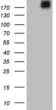 m04999 anti laminin alpha 4 lama4 mouse monoclonal antibody clone id oti5g8 wb testing 1
