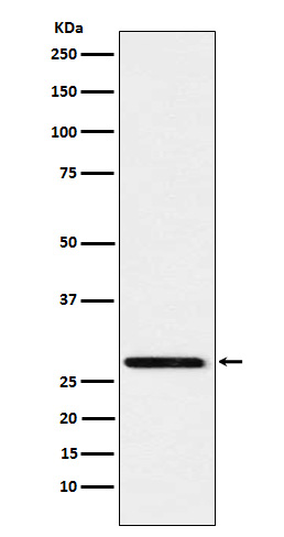 Western blot analysis of Peroxiredoxin 4  expression in HeLa cell lysate