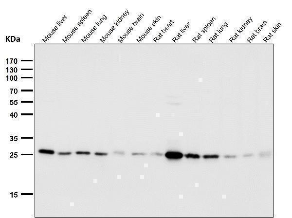 All lanes use the Antibody at 1:1W dilution for 1 hour at room temperature