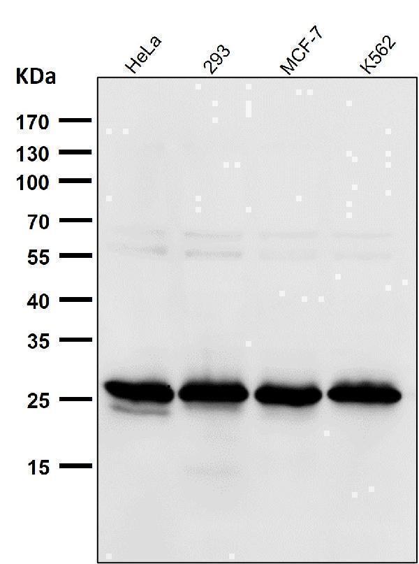 All lanes use the Antibody at 1:1W dilution for 1 hour at room temperature