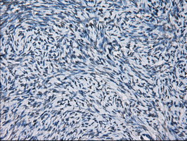 m05000 anti peroxiredoxin 4 prdx4 mouse monoclonal antibody clone id oti9a3 ihc testing 2