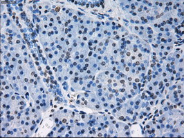 m05000 anti peroxiredoxin 4 prdx4 mouse monoclonal antibody clone id oti9a3 ihc testing 3