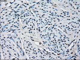 m05000 anti peroxiredoxin 4 prdx4 mouse monoclonal antibody clone id oti9a3 ihc testing 4