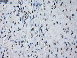 m05000 anti peroxiredoxin 4 prdx4 mouse monoclonal antibody clone id oti9a3 ihc testing 5