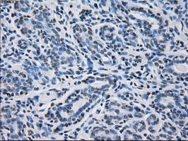 m05000 anti peroxiredoxin 4 prdx4 mouse monoclonal antibody clone id oti9a3 ihc testing 6