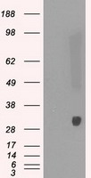 m05000 anti peroxiredoxin 4 prdx4 mouse monoclonal antibody clone id oti9a3 wb testing 1