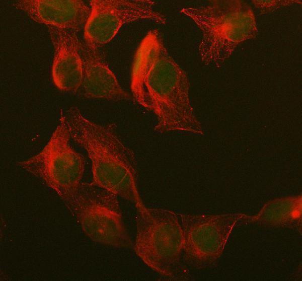 IF analysis of UCHL3 using anti-UCHL3 antibody (M05004-1) and anti-Tubulin Alpha antibody (M03989-3)